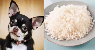Misterio resuelto, si perros pueden comer arroz o no.