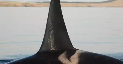 Tras la menopausia, las orcas protegen a sus hijos de las peleas