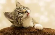 Piensas adoptar a un gatito?: Conoce 5 cosas que nadie te dice antes de hacerlo