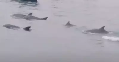Ballenas y delfines en Huacho