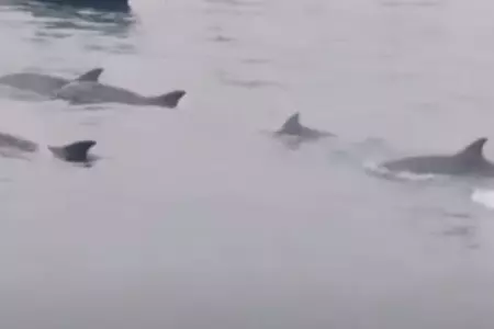 Ballenas y delfines en Huacho