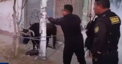 Toro ataca personas en Ayacucho.