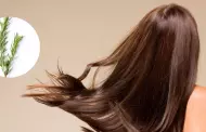 Cuidado personal: Conoce como el agua de romero beneficia al crecimiento fuerte y saludable del cabello