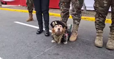 Chato, perro polica, que participar en Desfile Cvico Militar