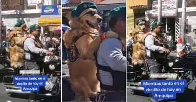 Polica motorizado pasea a perrito en desfile militar de Arequipa.