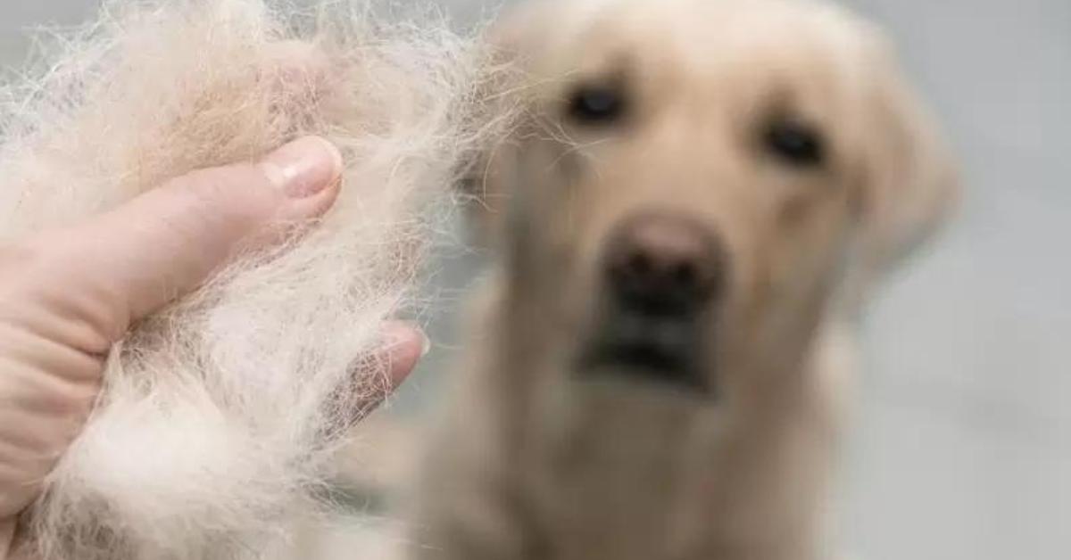 hair-loss-in-dogs-learn-8-possible-causes-and-treatments-for-these