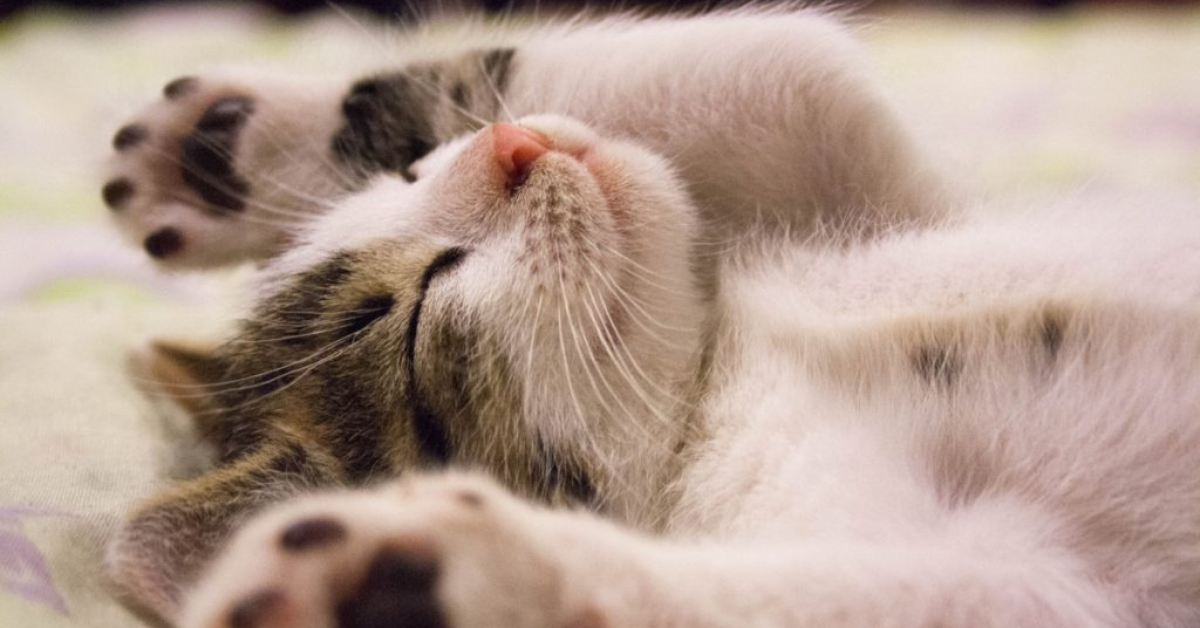 Hábitos de sueño ¿Cuánto debe dormir un gato? Exitosa Noticias