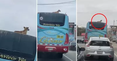 Perrito sobre bus en movimiento sorprende en TikTok.
