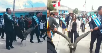 Alcalde arrastra a cndor andino en Apurmac