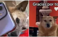 Hombre se despide de su perrito por videollamada momentos antes de su partida: "Cudate siempre"