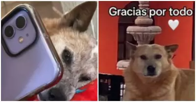 Hombre se despide de su perrito por videollamada antes de su muerte