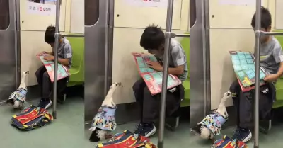 Un nio y su pato virales tras viajar en tren juntos.
