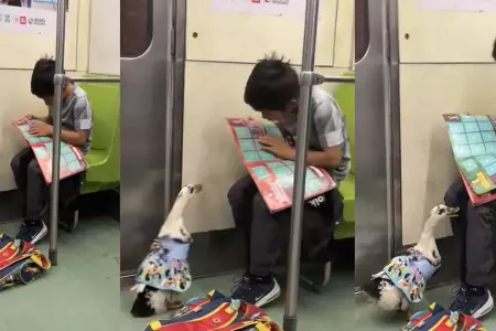 Un nio y su pato virales tras viajar en tren juntos.