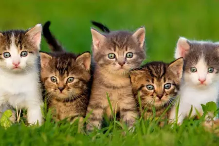 Hoy 8 de agosto es el Da Internacional del Gato.