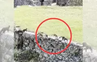Enternecedor! Turistas avistan a familia de coates andinos paseando por Machu Picchu