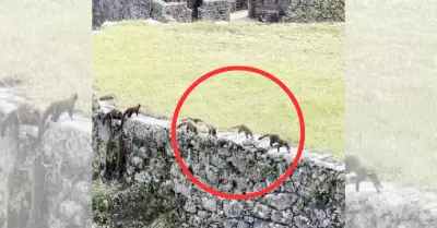Turistas avistan a familia de coates paseando por Machu Picchu