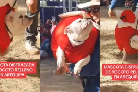 Perrito disfrazado de rocoto en Arequipa.