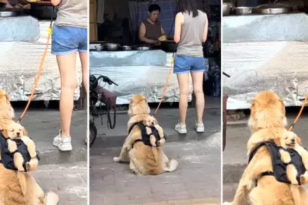 Perrito y su cachorro crean una tierna escena.