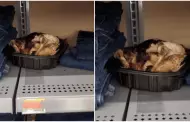 Inslito incidente en centro comercial: Cliente devora medio pollo a la brasa y lo abandona en rea de ropa