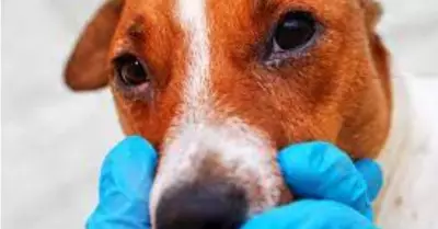 Sntomas y tratamiento de perros alrgicos.