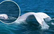 Asombroso! Avistan por primera vez una ballena completamente blanca en el mar de Piura