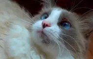 Acn en gatos?: Conoces las diferentes infecciones bacterianas y fngicas que pueden ocasionar esta dolencia