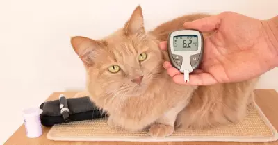 Diabetes en gatos, sntomas y dieta.