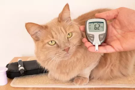 Diabetes en gatos, sntomas y dieta.