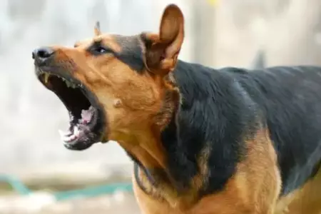 Síntomas y cómo prevenir la rabia en perros.