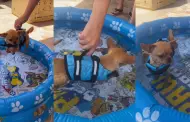 Nada lo detiene! Perrito usa flotador para aprender a nadar en su piscina