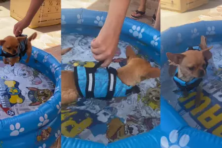 Perrito usa flotador para aprender a nadar.