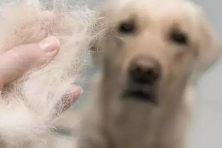 Cada de pelo en perros: causas y tratamiento.
