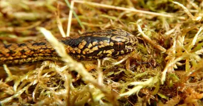 Científicos de Perú y EE.UU. descubren nueva especie de serpiente