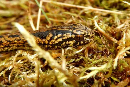 Científicos de Perú y EE.UU. descubren nueva especie de serpiente