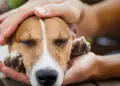 Campa�a veterinaria GRATUITA este domingo 30 de agosto: �D�nde y qu� servicios estar�n disponibles?