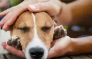 Campa�a veterinaria GRATUITA este domingo 30 de agosto: �D�nde y qu� servicios estar�n disponibles?