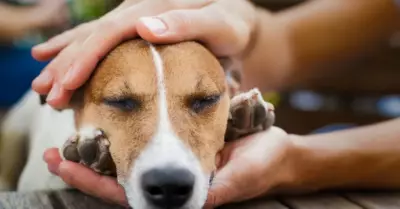 Acciones que se pueden realizar con mascotas intoxicadas.