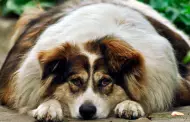 Hipotiroidismo en perros?: Conoce 5 seales clnicas ms comunes en estas mascotas