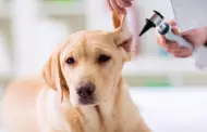 Otitis en perros: Aprende en 7 pasos cmo identificar esta enfermedad