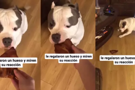 Perrito realiza peculiar baile al recibir comida.