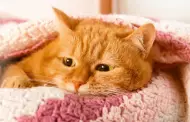 Infeccin urinaria en gatos: Conoce 8 sntomas que alertan de esta dolencia en el felino de la casa