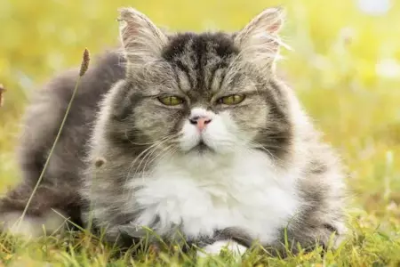 Enfermedades de un gato mayor.