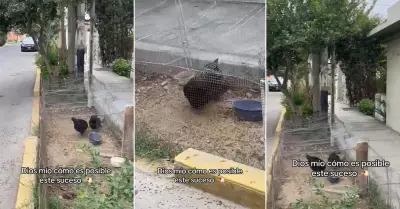 Peruano sorprende al criar sus gallinas en una berma.