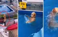 ¡Se robó las miradas! Perrito no soporta el calor y se mete a la piscina de su vecino