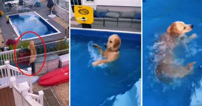 Perrito no soporta el calor y se mete a la piscina de su vecino.
