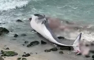 Punta Hermosa: ¡Alarmante! Ballena es encontrada varada y muerta en litoral peruano
