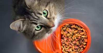 Alimentos para gatos.