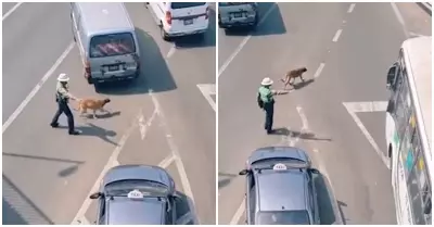 Polica detiene el trfico para que puede cruzar un perrito