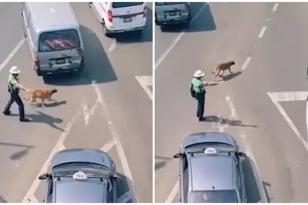 Polica detiene el trfico para que puede cruzar un perrito
