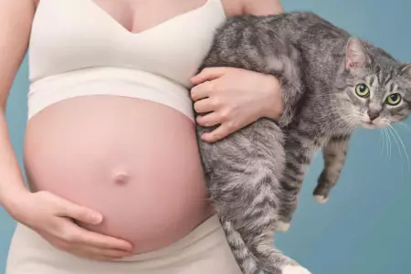 Convivencia entre gatos y embarazadas.